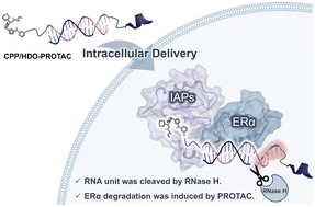 Graphical abstract: Hydrophobic CPP/HDO conjugates: a new frontier in oligonucleotide-warheaded PROTAC delivery