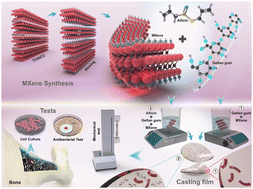 Graphical abstract: Multipurpose triadic MXene/garlic/gellan gum-based architecture in the horizon of bone tissue regeneration