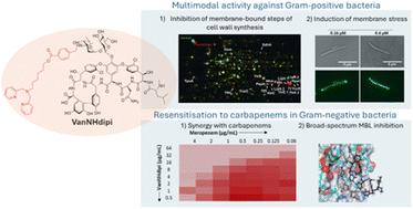 Graphical abstract: Enhancing the antibacterial efficacy of vancomycin analogues: targeting metallo-β-lactamases and cell wall biosynthesis