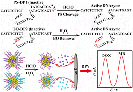Graphical abstract: A chemically modified DNAzyme-based electrochemical sensor for binary and highly sensitive detection of reactive oxygen species