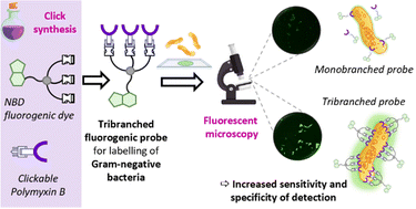 Graphical abstract: A multi-valent polymyxin-based fluorescent probe for the detection of Gram-negative infections