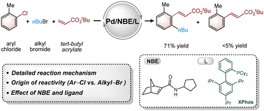 Graphical abstract: Mechanistic insight into difunctionalization of aryl chlorides via palladium/phosphine ligand/norbornene cooperative catalysis
