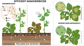Graphical abstract: A novel engineered nanoherbicide: improving performance, efficiency and sustainability of herbicide bentazon
