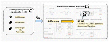 Graphical abstract: Revisiting simultaneous sulfate reduction and ammonium oxidation in wastewater treatment – from inexplicable experimental observations to extended mechanistic hypotheses