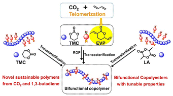 Graphical abstract: Chemoselective ring-opening copolymerization of δ-lactone derived from CO2 and butadiene via transesterification to synthesize bifunctional copolyesters