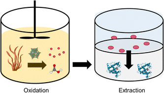 Graphical abstract: ProFA – valorization of macroalgae biomass as a source of proteins and formic acid