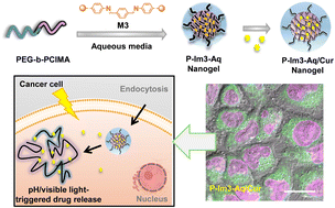 Graphical abstract: Development of dual acid–visible light-degradable core-crosslinked nanogels with extended conjugate aromatic imines for enhanced drug delivery