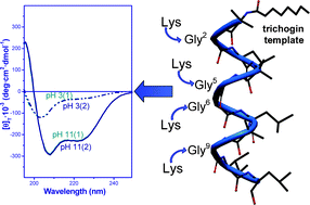 Graphical abstract: Trichogin GA IV: A versatile template for the synthesis of novel peptaibiotics