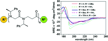 Graphical abstract: Effect of capping groups at the N- and C-termini on the conformational preference of α,β-peptoids