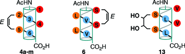 Graphical abstract: Conformational stability studies of a stapled hexa-β3-peptide library