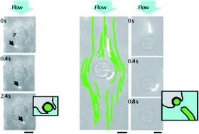 Graphical abstract: Filomicelles in nanomedicine – from flexible, fragmentable, and ligand-targetable drug carrier designs to combination therapy for brain tumors