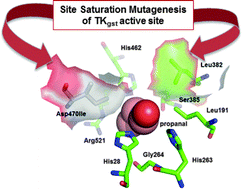 Graphical abstract: A thermostable transketolase evolved for aliphatic aldehyde acceptors