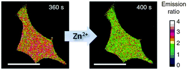 Graphical abstract: Genetically-encoded FRET-based sensors for monitoring Zn2+ in living cells