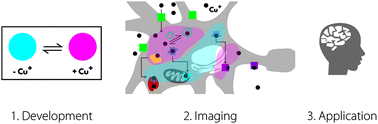 Graphical abstract: What has fluorescent sensing told us about copper and brain malfunction?