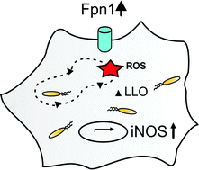 Graphical abstract: Contrasting regulation of macrophage iron homeostasis in response to infection with Listeria monocytogenes depending on localization of bacteria