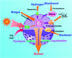 Graphical abstract: Thermochemical conversion of low-lipid microalgae for the production of liquid fuels: challenges and opportunities