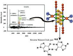 Graphical abstract: Reverse Watson–Crick G–G base pair in G-quadruplex formation