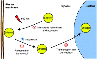 Graphical abstract: Signalling to the nucleus under the control of light and small molecules