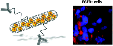 Graphical abstract: Design of antibody-functionalized carbon nanotubes filled with radioactivable metals towards a targeted anticancer therapy