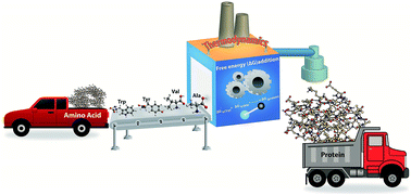 Graphical abstract: Exploring the structure and stability of amino acids and glycine peptides in biocompatible ionic liquids