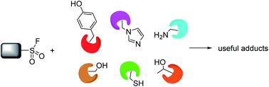 Graphical abstract: Sulfonyl fluorides as privileged warheads in chemical biology