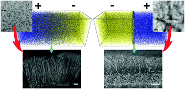 Graphical abstract: Molecular design for growth of supramolecular membranes with hierarchical structure