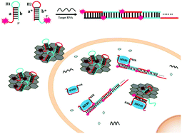 Graphical abstract: Sensitive detection of intracellular RNA of human telomerase by using graphene oxide as a carrier to deliver the assembly element of hybridization chain reaction