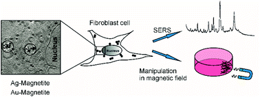 Graphical abstract: Biomolecular environment, quantification, and intracellular interaction of multifunctional magnetic SERS nanoprobes