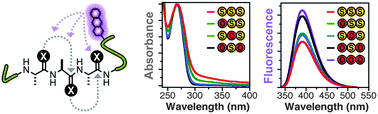 Graphical abstract: Electronic interactions of i, i + 1 dithioamides: increased fluorescence quenching and evidence for n-to-π* interactions