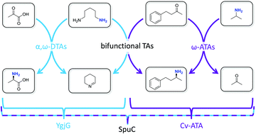 Graphical abstract: Biocatalytic transamination with near-stoichiometric inexpensive amine donors mediated by bifunctional mono- and di-amine transaminases