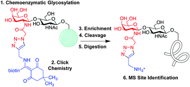 Graphical abstract: Comprehensive mapping of O-GlcNAc modification sites using a chemically cleavable tag