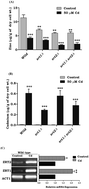 Graphical abstract: Defect of zinc transporter ZRT1 ameliorates cadmium induced lipid accumulation in Saccharomyces cerevisiae