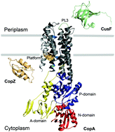 Graphical abstract: Bacterial Cu+-ATPases: models for molecular structure–function studies