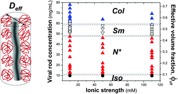 Graphical abstract: From soft to hard rod behavior in liquid crystalline suspensions of sterically stabilized colloidal filamentous particles