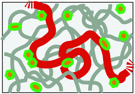 Graphical abstract: Active diffusion of model chromosomal loci driven by athermal noise