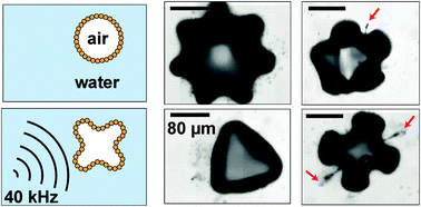 Graphical abstract: Shape oscillations of particle-coated bubbles and directional particle expulsion