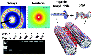 Graphical abstract: Structural behaviour and gene delivery in complexes formed between DNA and arginine-containing peptide amphiphiles