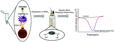 Graphical abstract: Quantum dot-based sensitive detection of disease specific exosome in serum