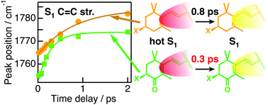 Graphical abstract: Vibrational relaxation dynamics of β-carotene and its derivatives with substituents on terminal rings in electronically excited states as studied by femtosecond time-resolved stimulated Raman spectroscopy in the near-IR region