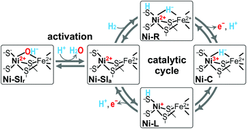 Graphical abstract: Comprehensive reaction mechanisms at and near the Ni–Fe active sites of [NiFe] hydrogenases