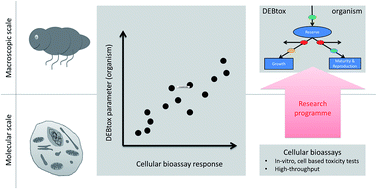 Graphical abstract: Physiological modes of action across species and toxicants: the key to predictive ecotoxicology