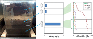 Graphical abstract: Manganese(iv) oxide amendments reduce methylmercury concentrations in sediment porewater