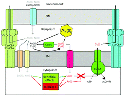 Graphical abstract: Synergistic gold–copper detoxification at the core of gold biomineralisation in Cupriavidus metallidurans