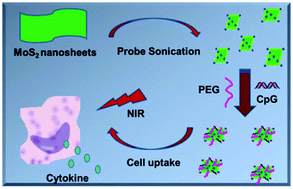 Graphical abstract: CpG loaded MoS2 nanosheets as multifunctional agents for photothermal enhanced cancer immunotherapy