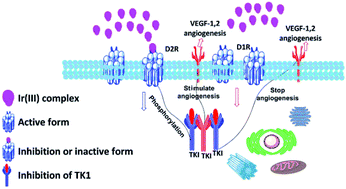 Graphical abstract: Cell imaging of dopamine receptor using agonist labeling iridium(iii) complex