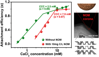 Graphical abstract: Natural organic matter inhibits aggregation of few-layered black phosphorus in mono- and divalent electrolyte solutions