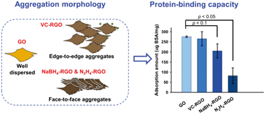 Graphical abstract: Aggregation morphology is a key factor determining protein adsorption on graphene oxide and reduced graphene oxide nanomaterials