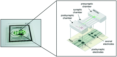 Graphical abstract: An integrated microfluidic/microelectrode array for the study of activity-dependent intracellular dynamics in neuronal networks