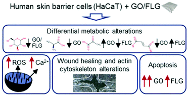 Graphical abstract: Differential effects of graphene materials on the metabolism and function of human skin cells