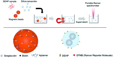 Graphical abstract: A SERS aptasensor for sensitive and selective detection of bis(2-ethylhexyl)phthalate